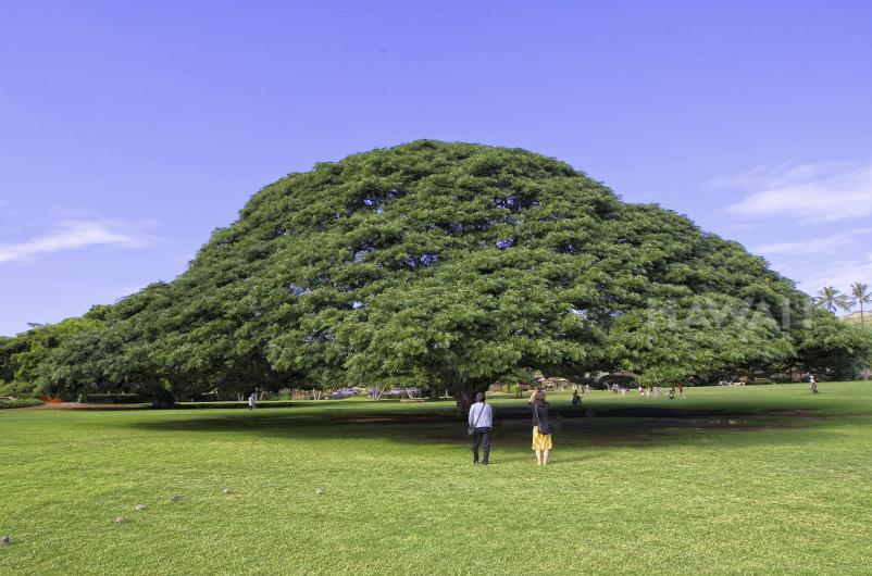 Best Place to Propose in Honolulu, HI